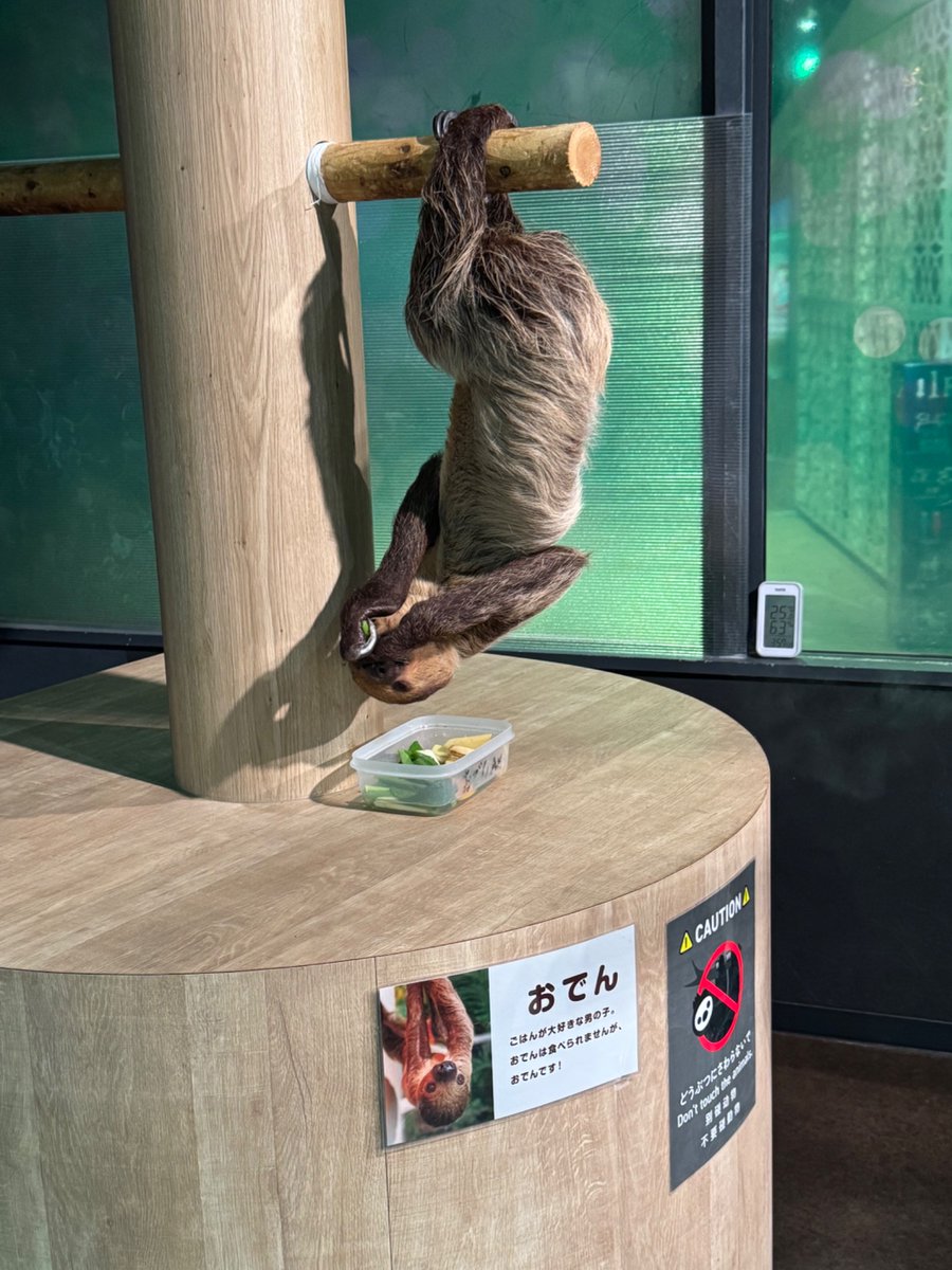 🦥とも🐊2/1 南1さ40ab tweet media