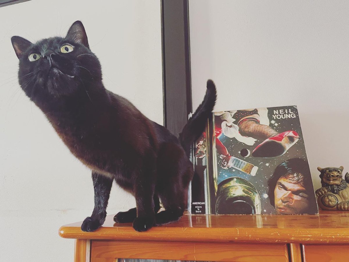 猫別府 tweet media