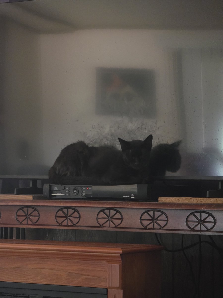 Tiffany, Joey, Bobbie, Bella & Shadow. tweet media