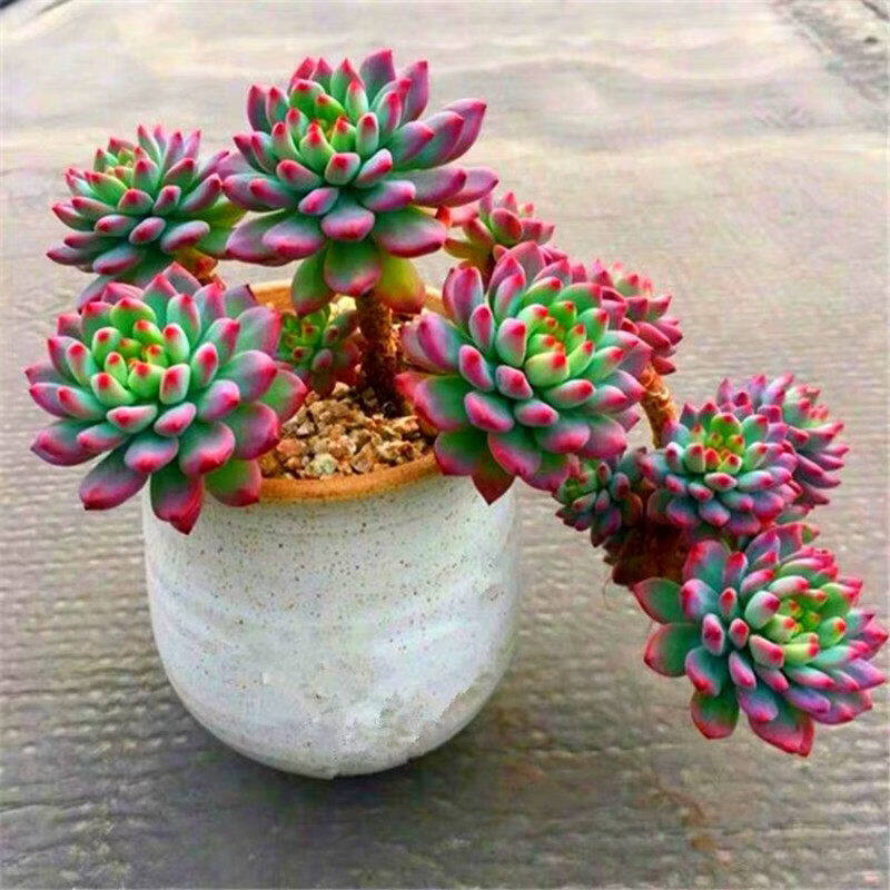 Jer Bear tweet media