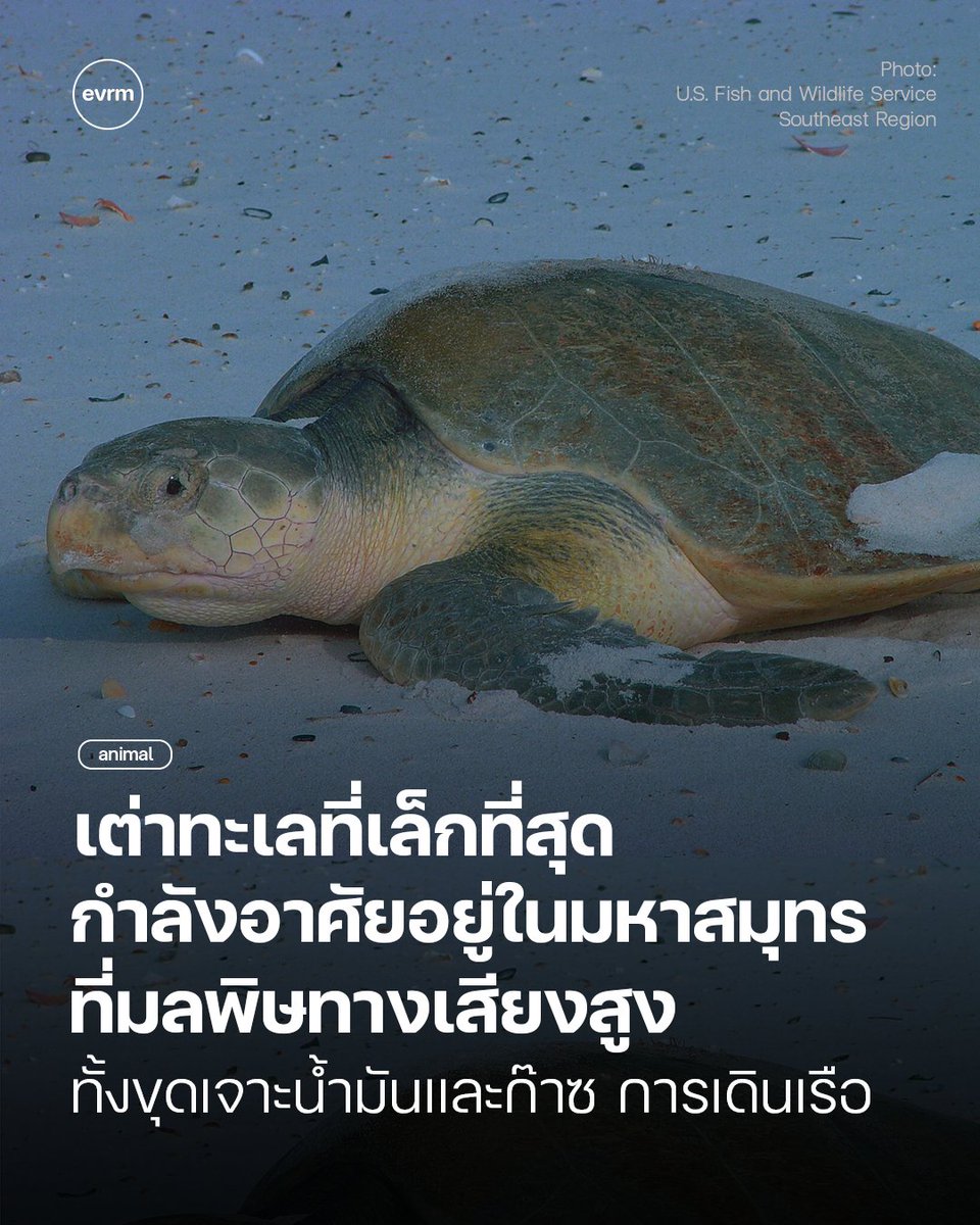 environman tweet media