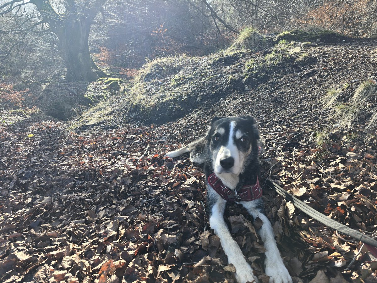 Toby_1000miles tweet media