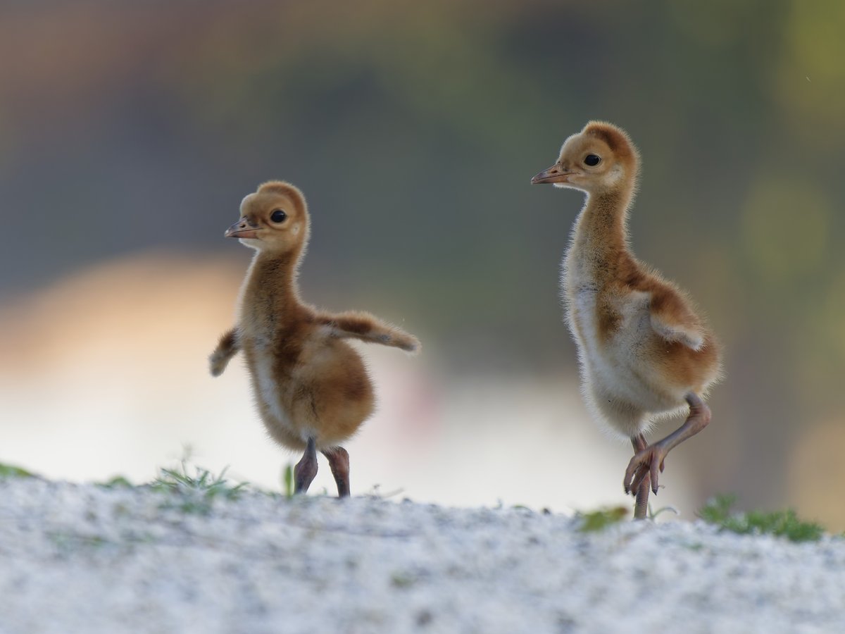 Billy Corgan tweet media