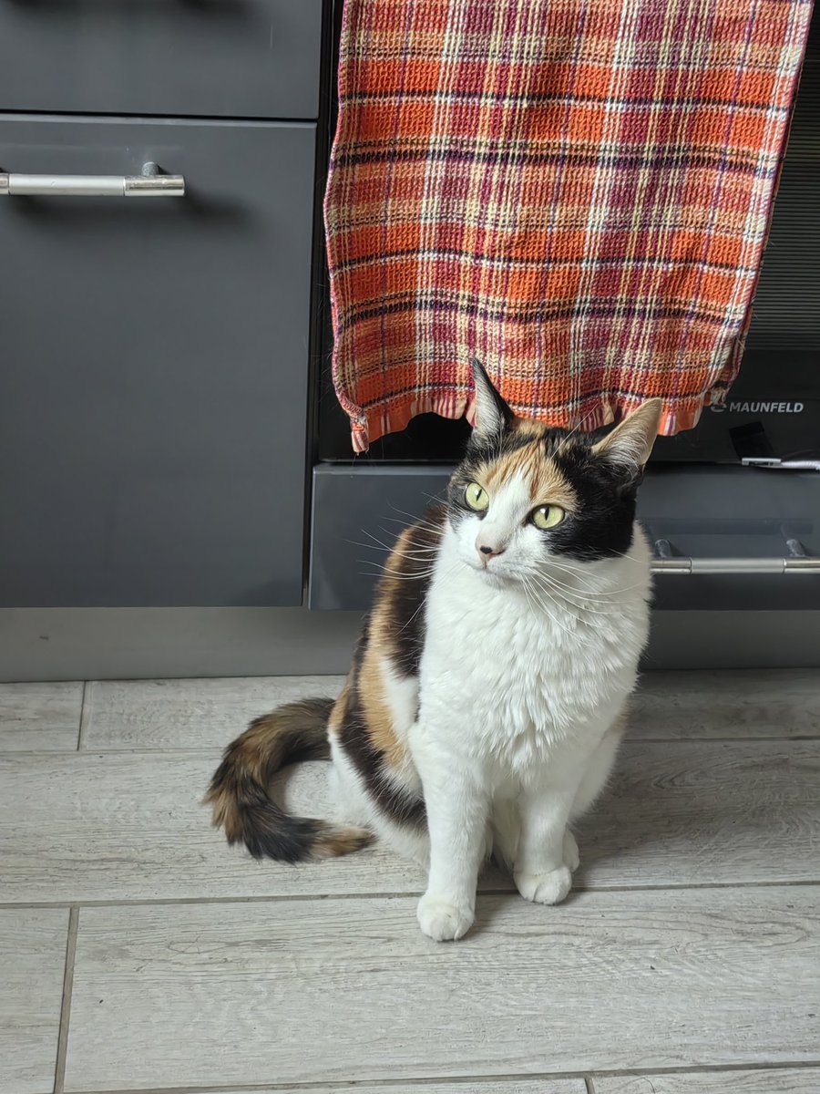 Astera Fillipovna tweet media