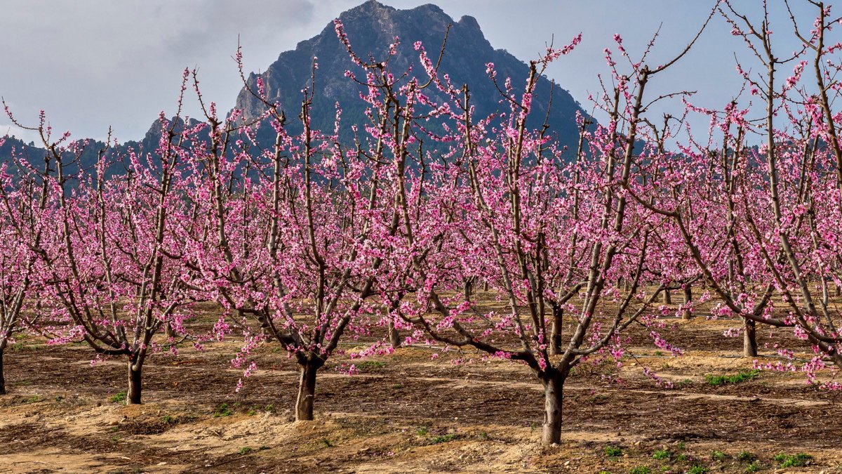 Embassy of Spain UK tweet media