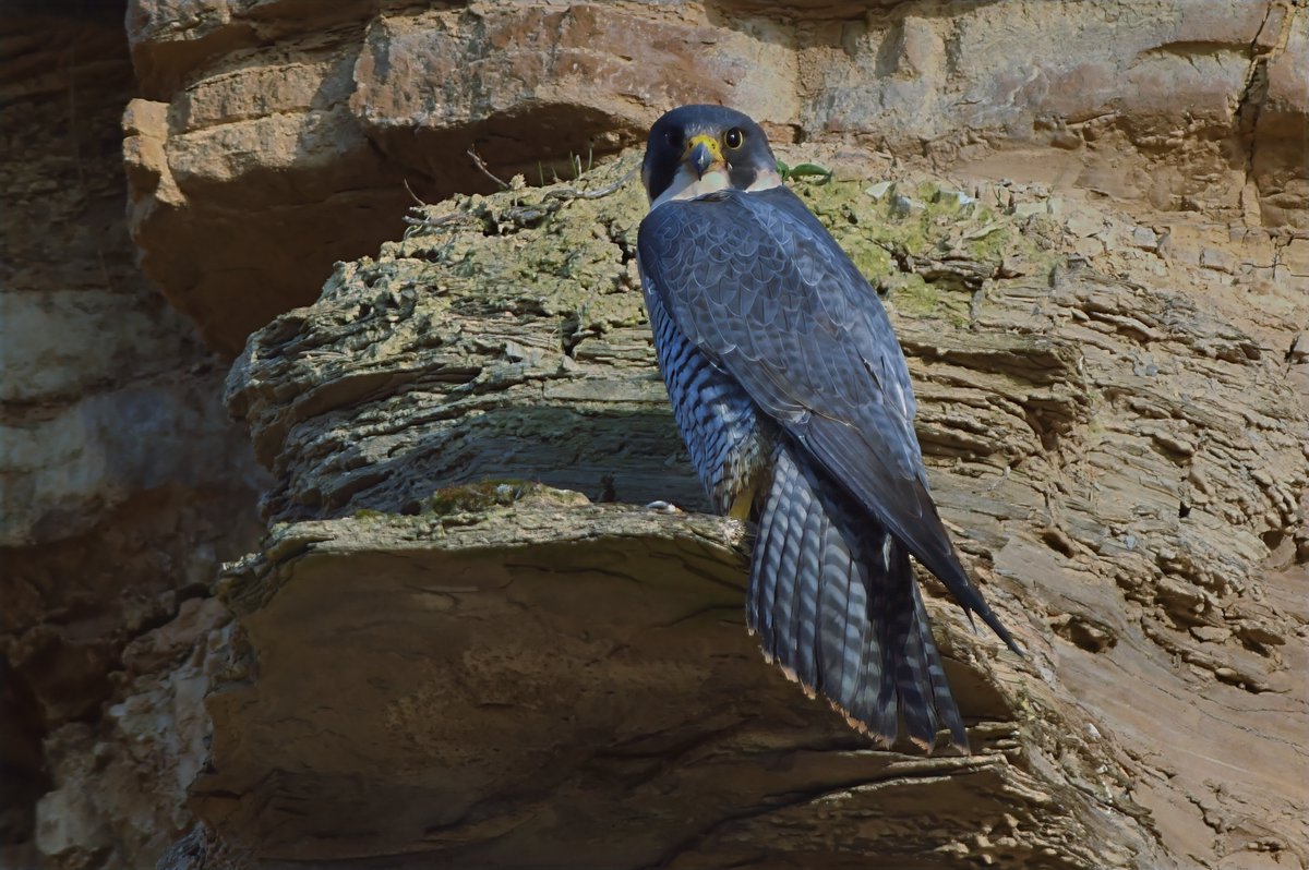 Phil Burnside tweet media