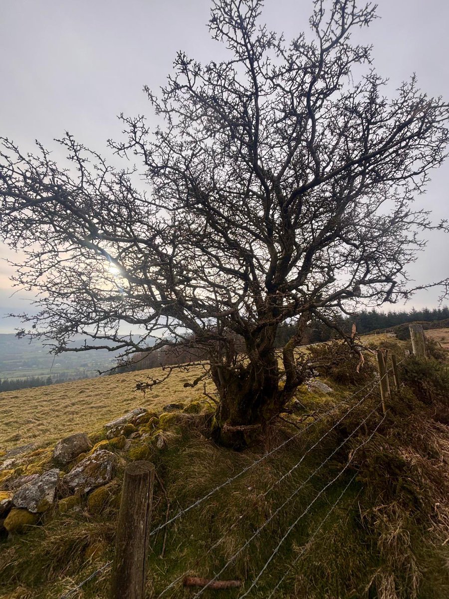 SavetheHellfire tweet media