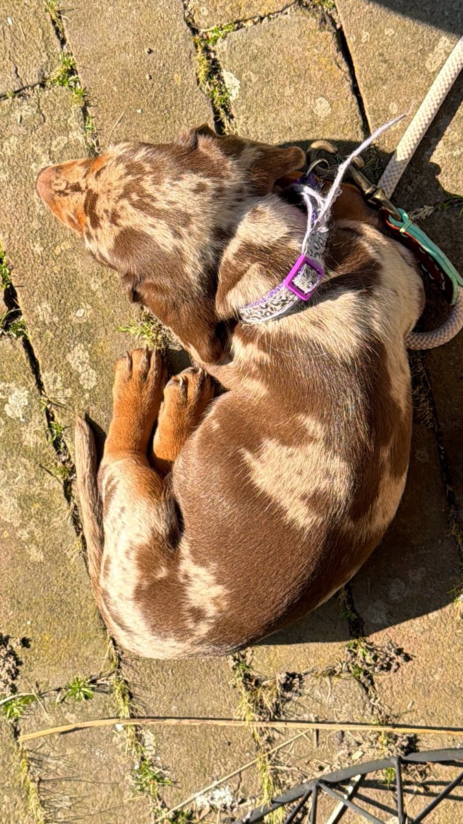 Peter ter Horst tweet media