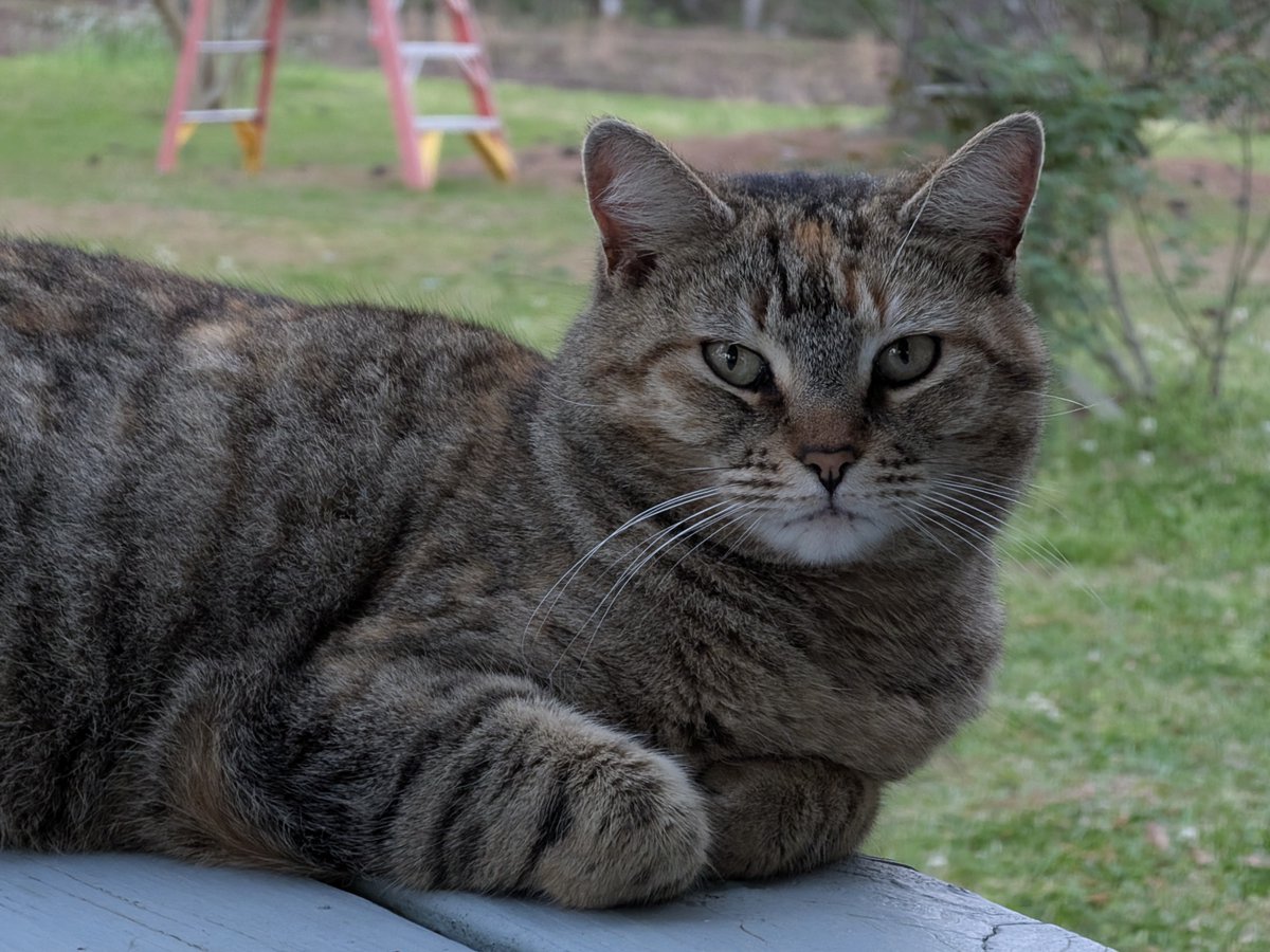 Alpine Floof tweet media