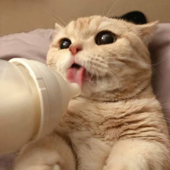 Kxmρªť。 tweet media