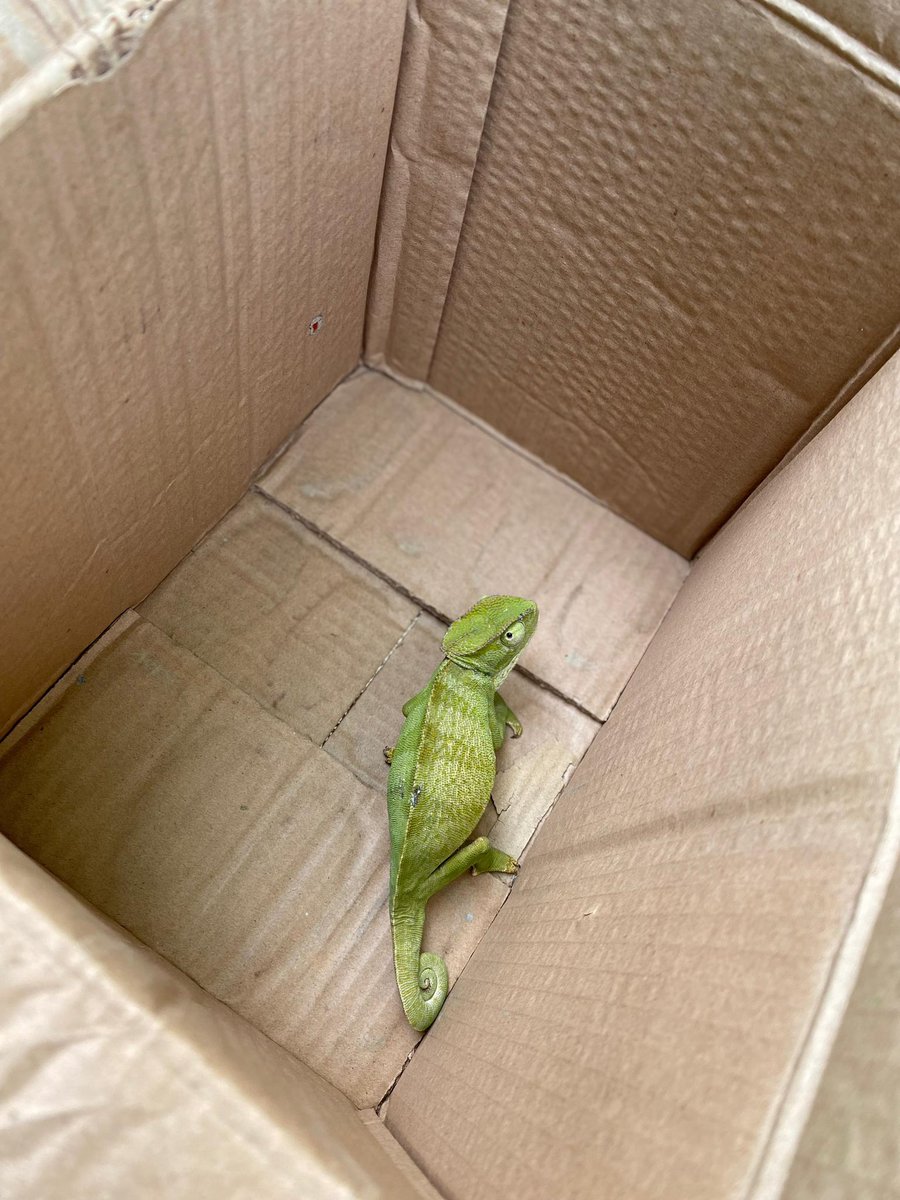 What? 800k to 1m? I found it one time while I was in kogi, took it from the bush, kept it for a some hours and released it back into the bush the same day. Seeing this right now is just crazy 😂