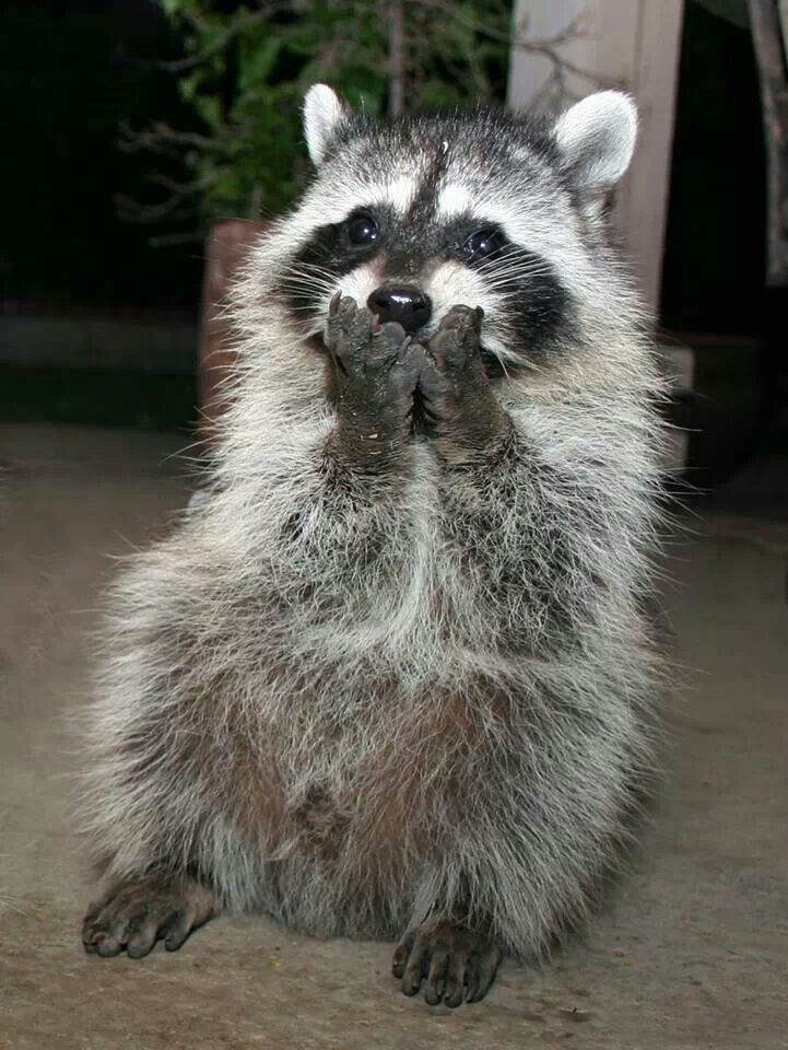 Raccoons Hourly tweet media