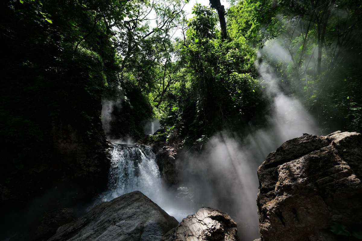 Bosque La Primavera tweet media