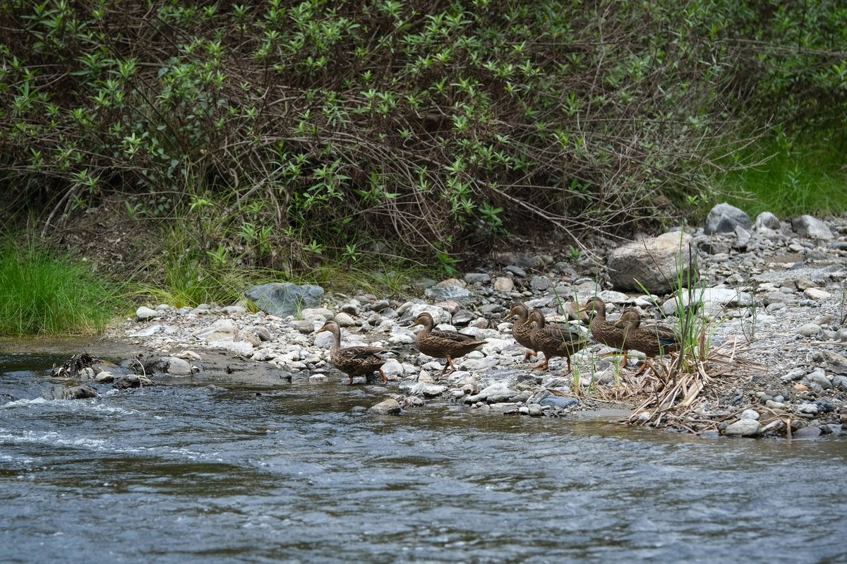 Bosque La Primavera tweet media