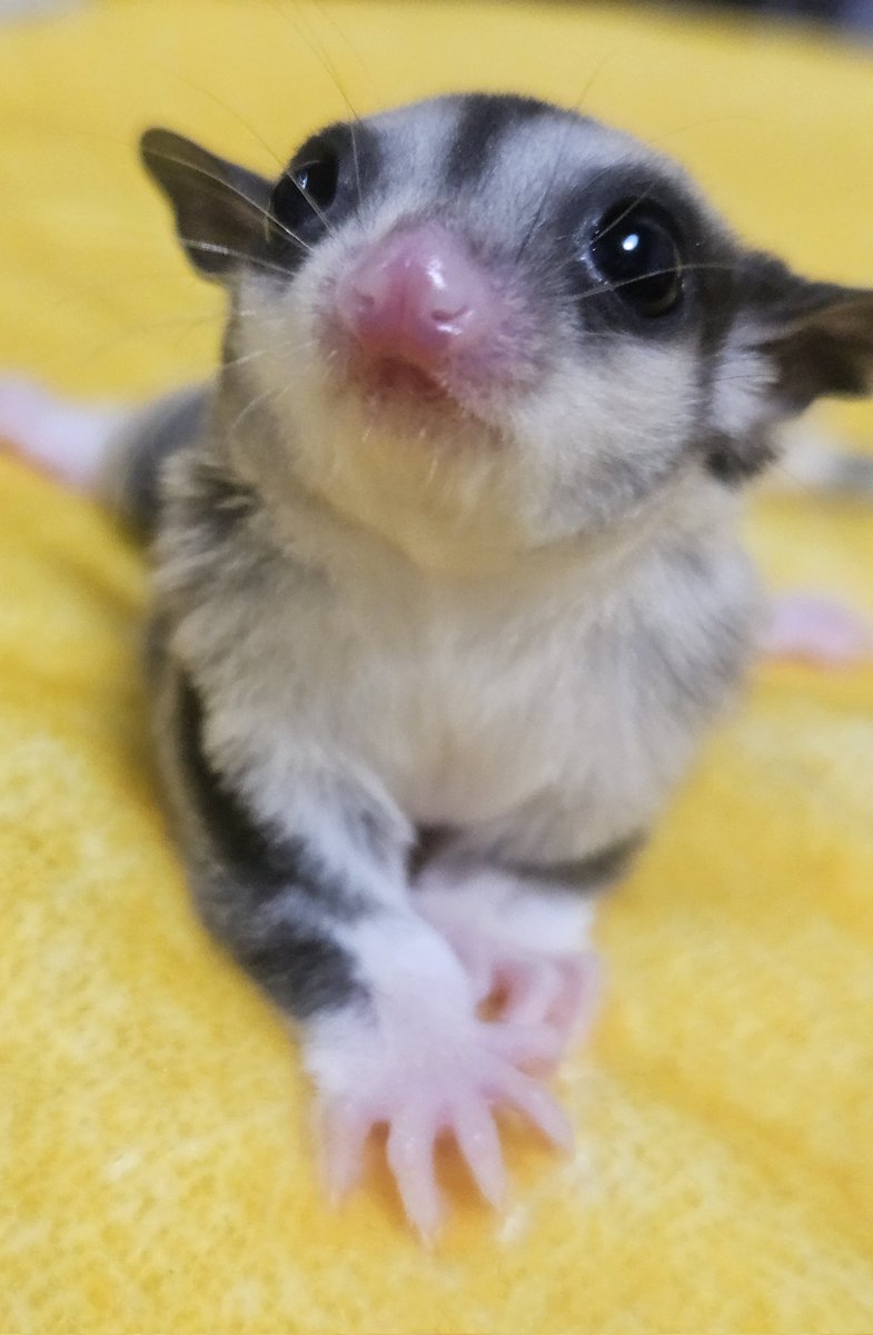 MYCふぁーむ(嫁) tweet media