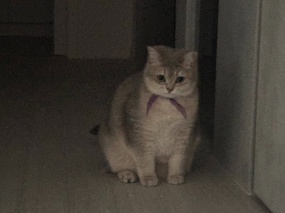 ⾕ Neisha tweet media