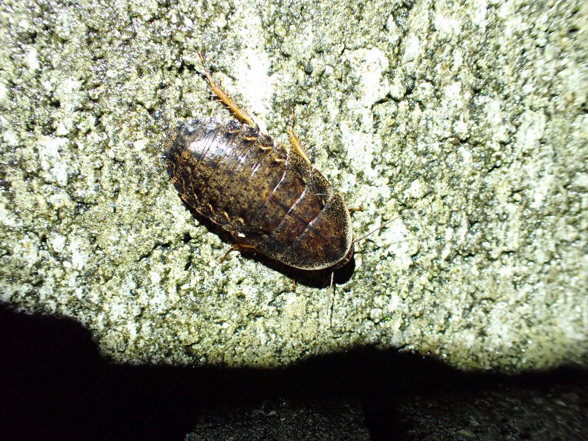 オカピー tweet media