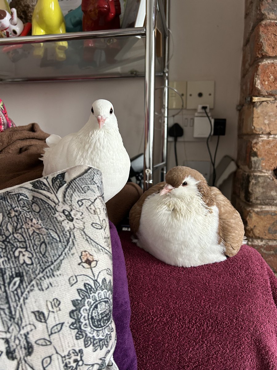 ash 🪿 tweet media