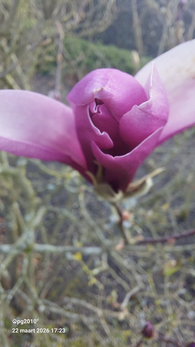 Pieterman tweet media