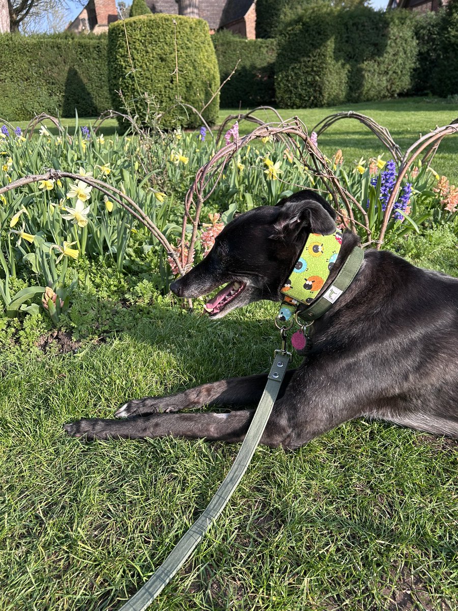 Duke 💙 tweet media