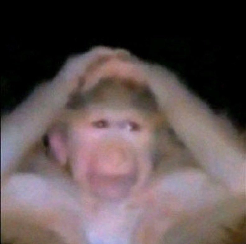 📿AZEEZ+🪖 tweet media