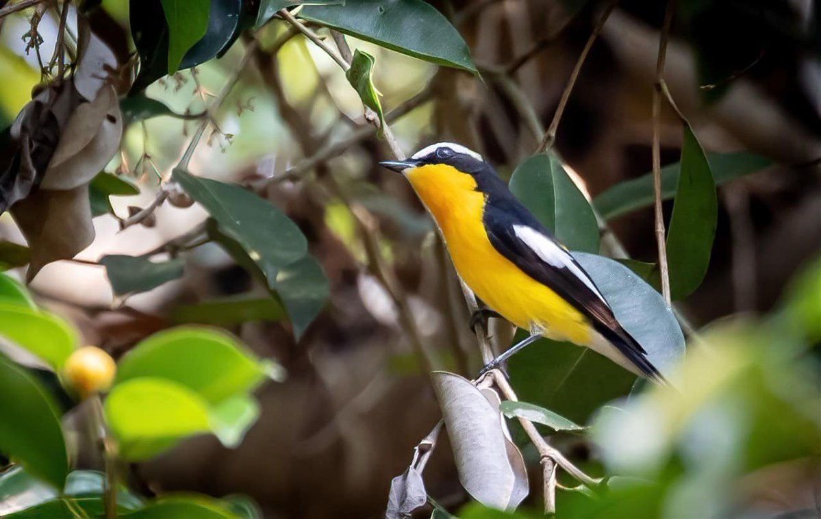 กรมอุทยานแห่งชาติ สัตว์ป่า และพันธุ์พืช tweet media