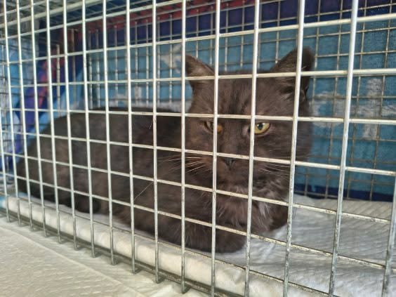 Miau Miauu - Izabela Wieczerzak tweet media