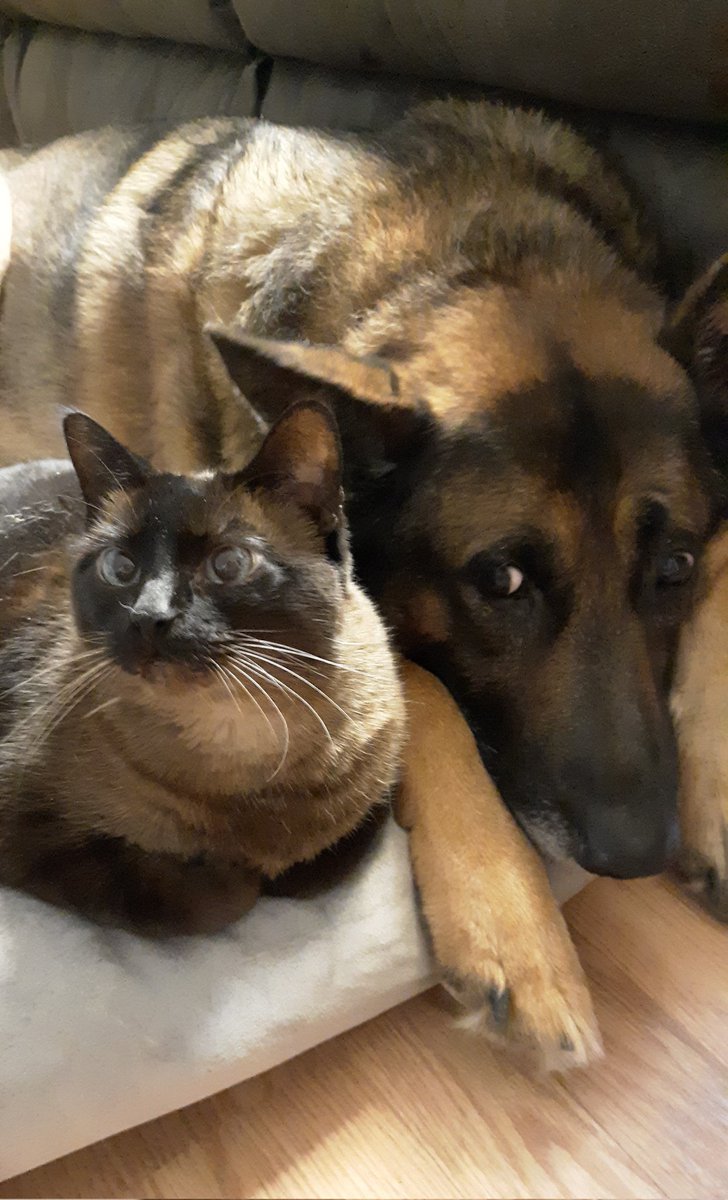 GodsZebra tweet media