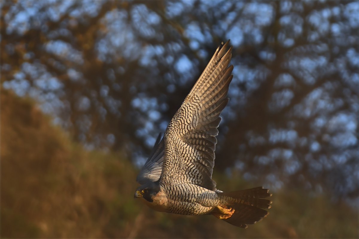 Phil Burnside tweet media