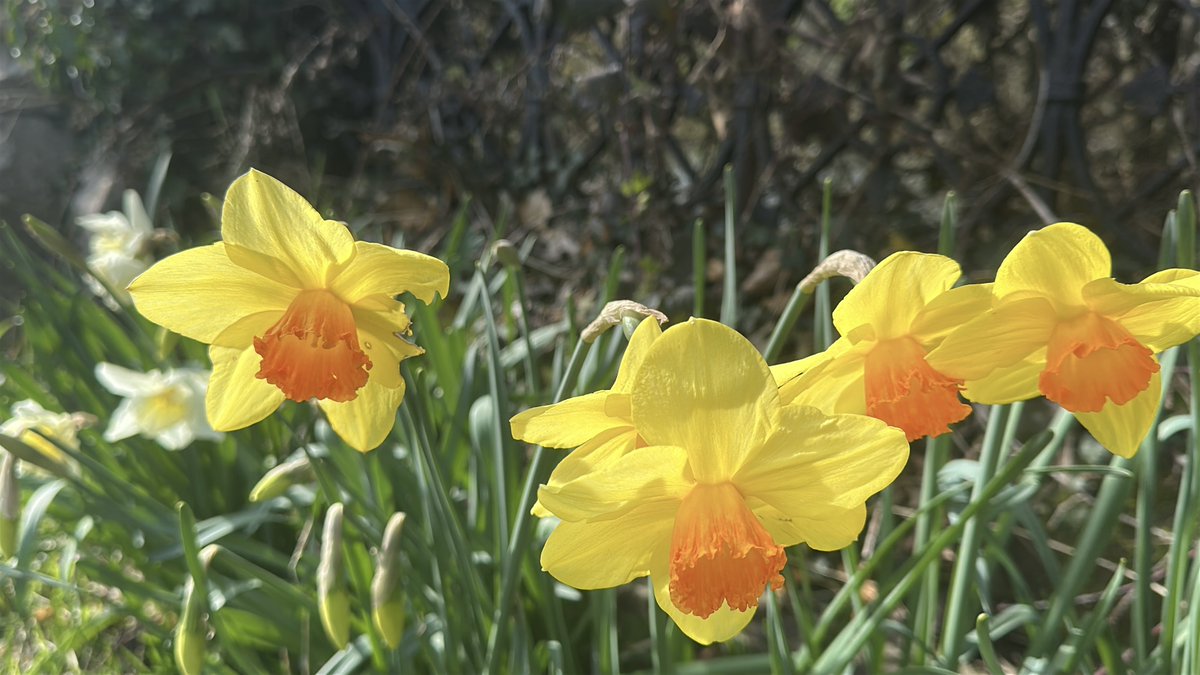 David Whitlock tweet media