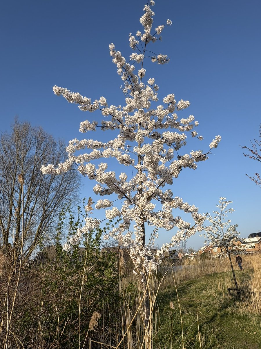 Michael vd Poel tweet media