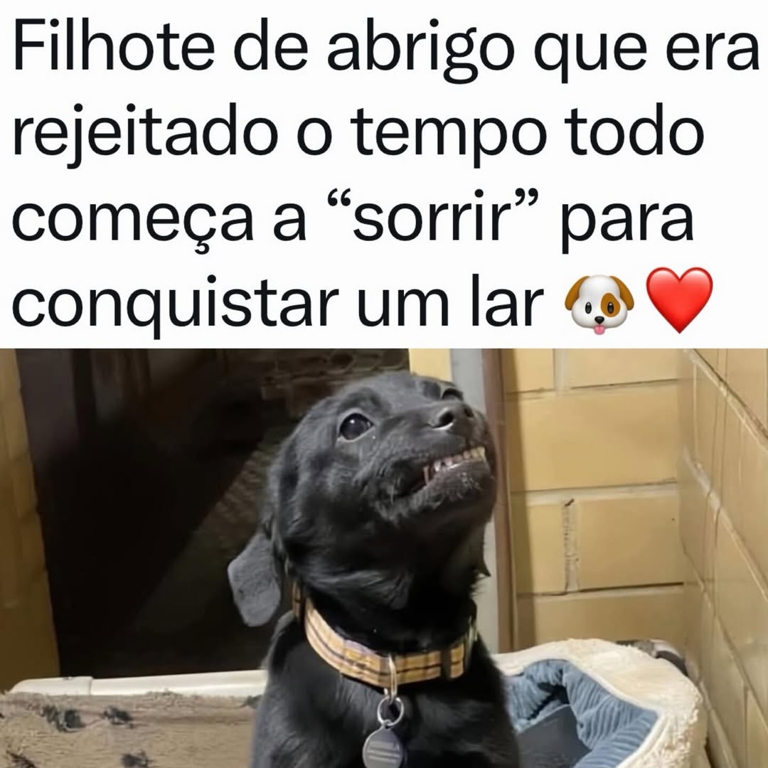 Delegado Bruno Lima tweet media