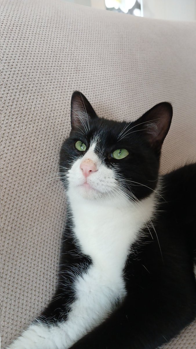 Nikol 🎭☘️ tweet media