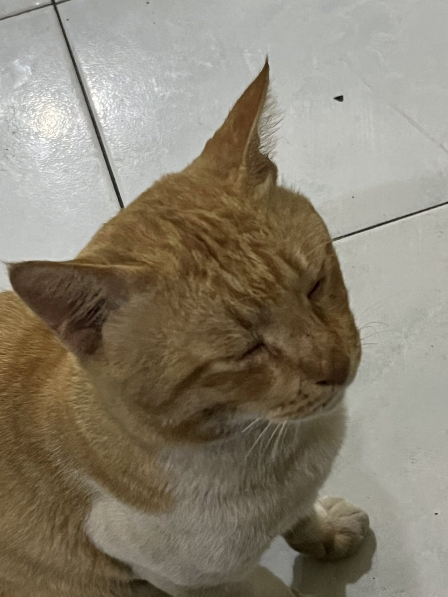 ℛhea ˎˊ˗ tweet media