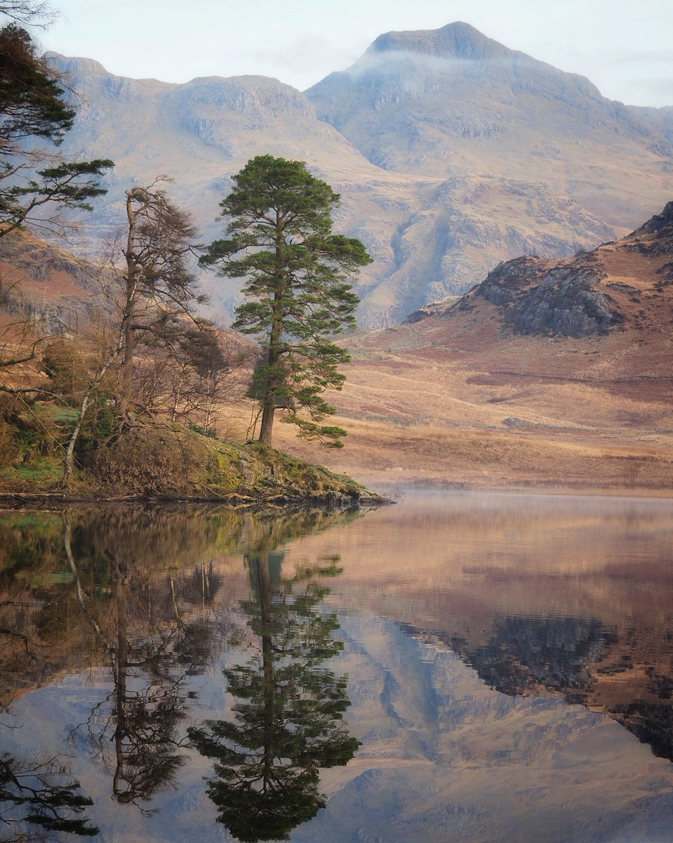 Robbledo tweet media