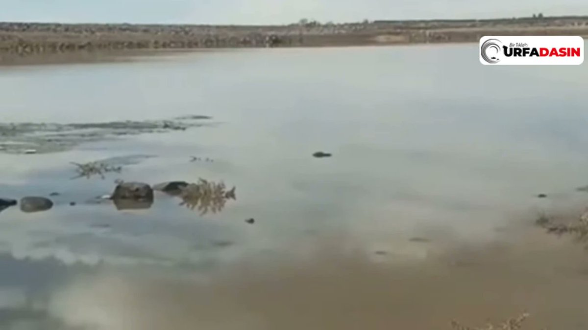 Urfadasın tweet media