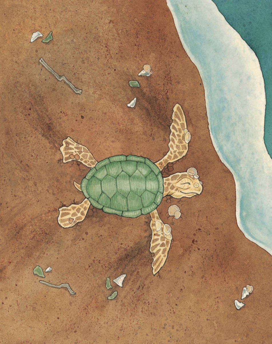 stephanietara's tweet image. 🌊I'M HERE—cool foamy surf on my flippers!🌊

📚 Amazon.com/dp/0989433404

#GreenSeaTurtle #SaveTurtles #SeaTurtleConservation #SaveTheTurtles #SeaTurtleRescue #TurtleRescue #SaveOurOcean #SundayVibes #motherhood #Moms #kids #toddlers #babies #childrensbooks #kidlit #kidlitart