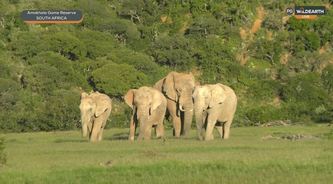 Dark Mane Lover tweet media