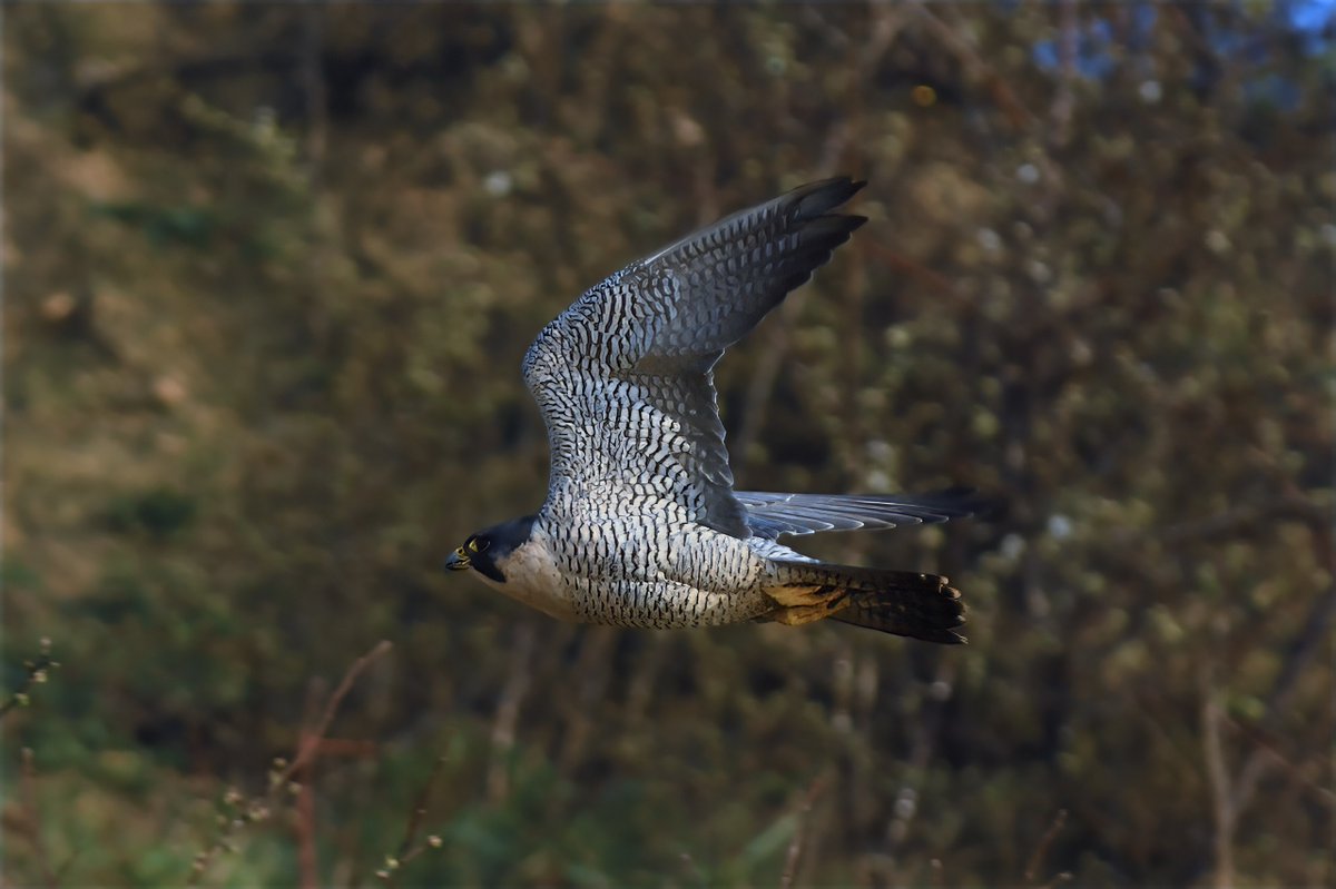 Phil Burnside tweet media