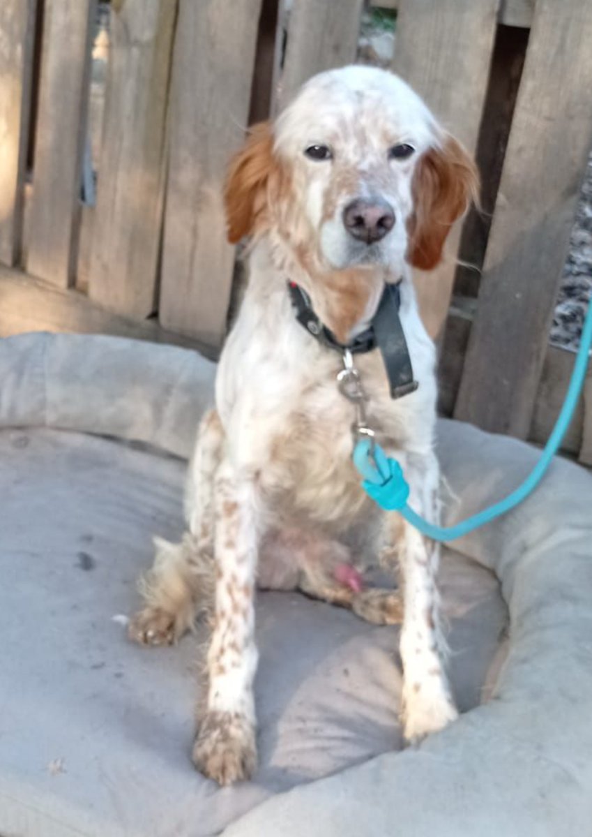 SOS Abuelos tweet media