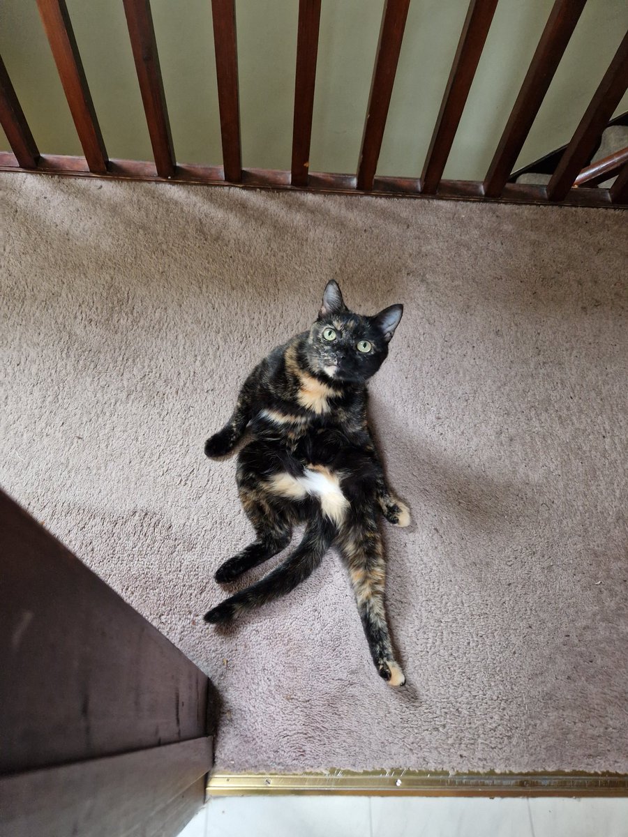 Littol Clee 🧡🖤 tweet media