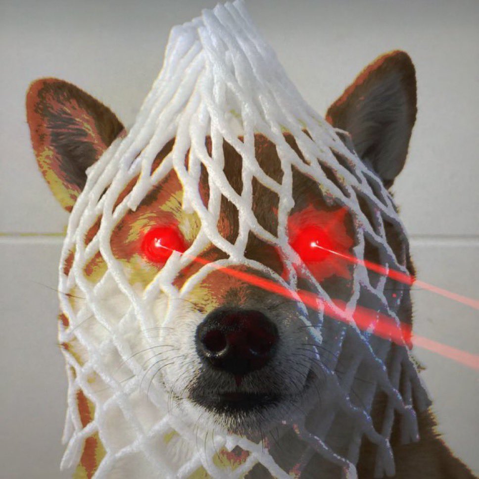 Wrapped Dog Favorites tweet media