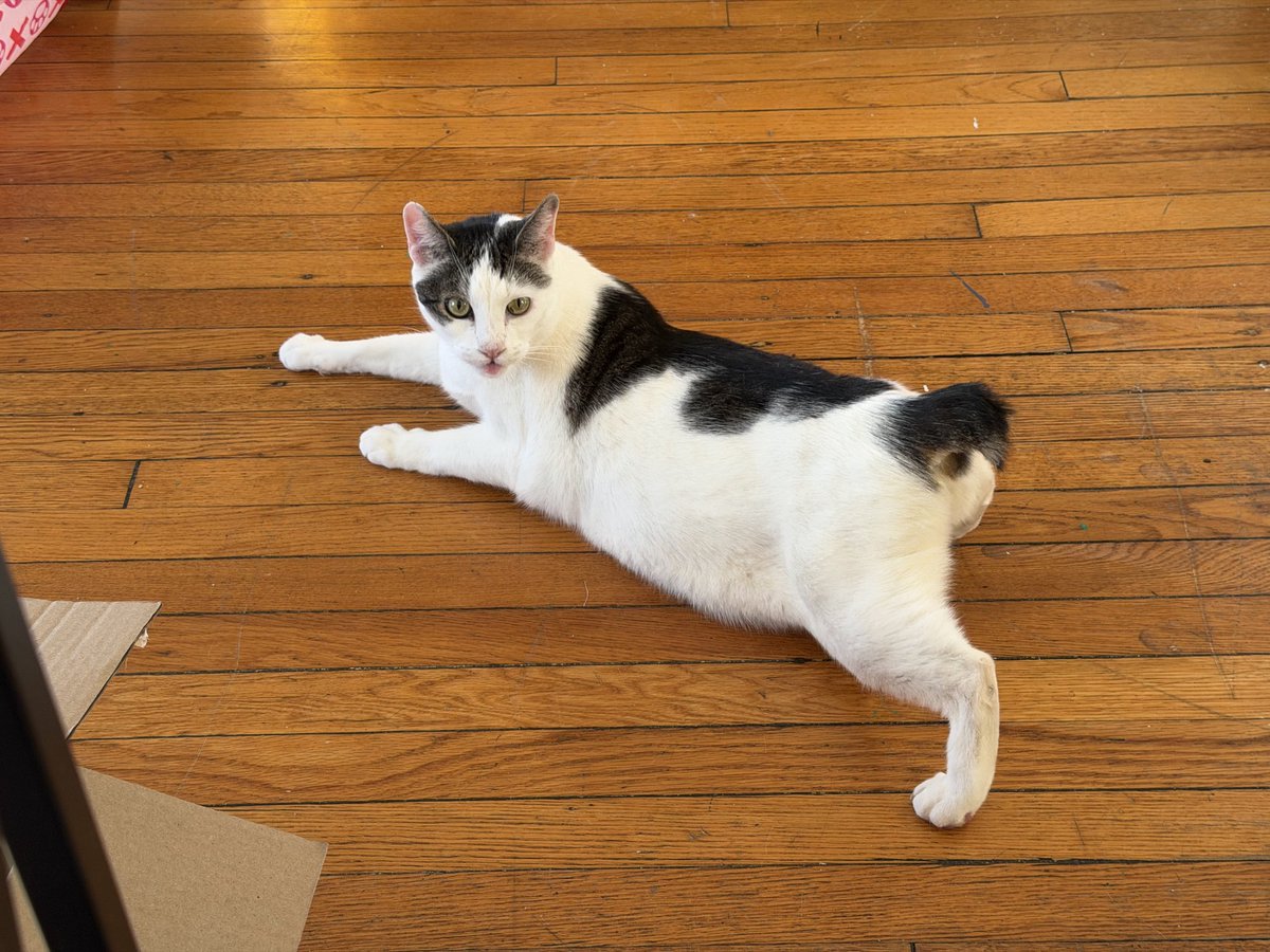 Macklemore the Cat tweet media