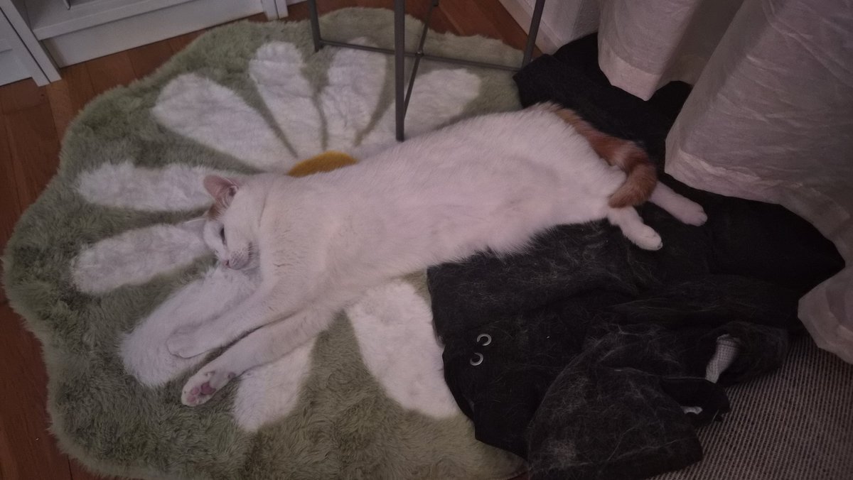 Zero_Trinity 🦇🌸| Dokomi 26 | GerVtubercouple tweet media