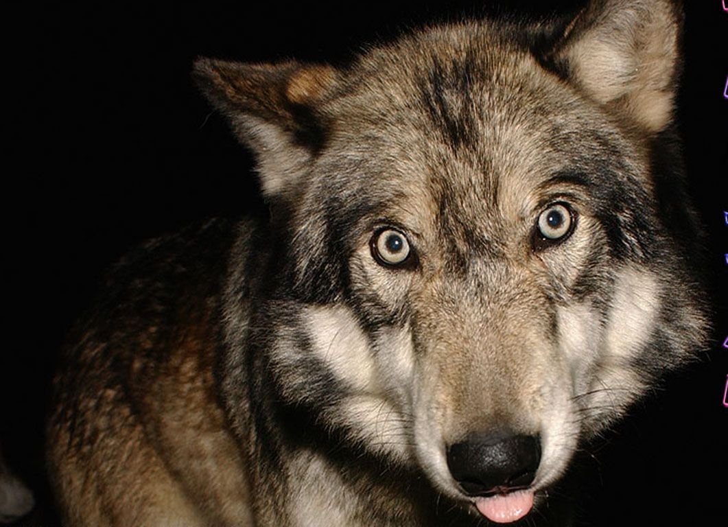 OH IT MAJESTIC~ tweet media