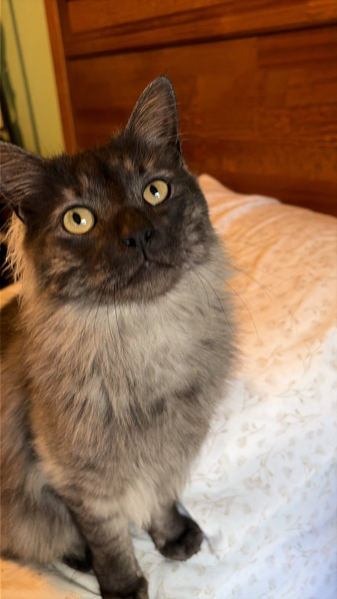 manolitop 🎙️ tweet media