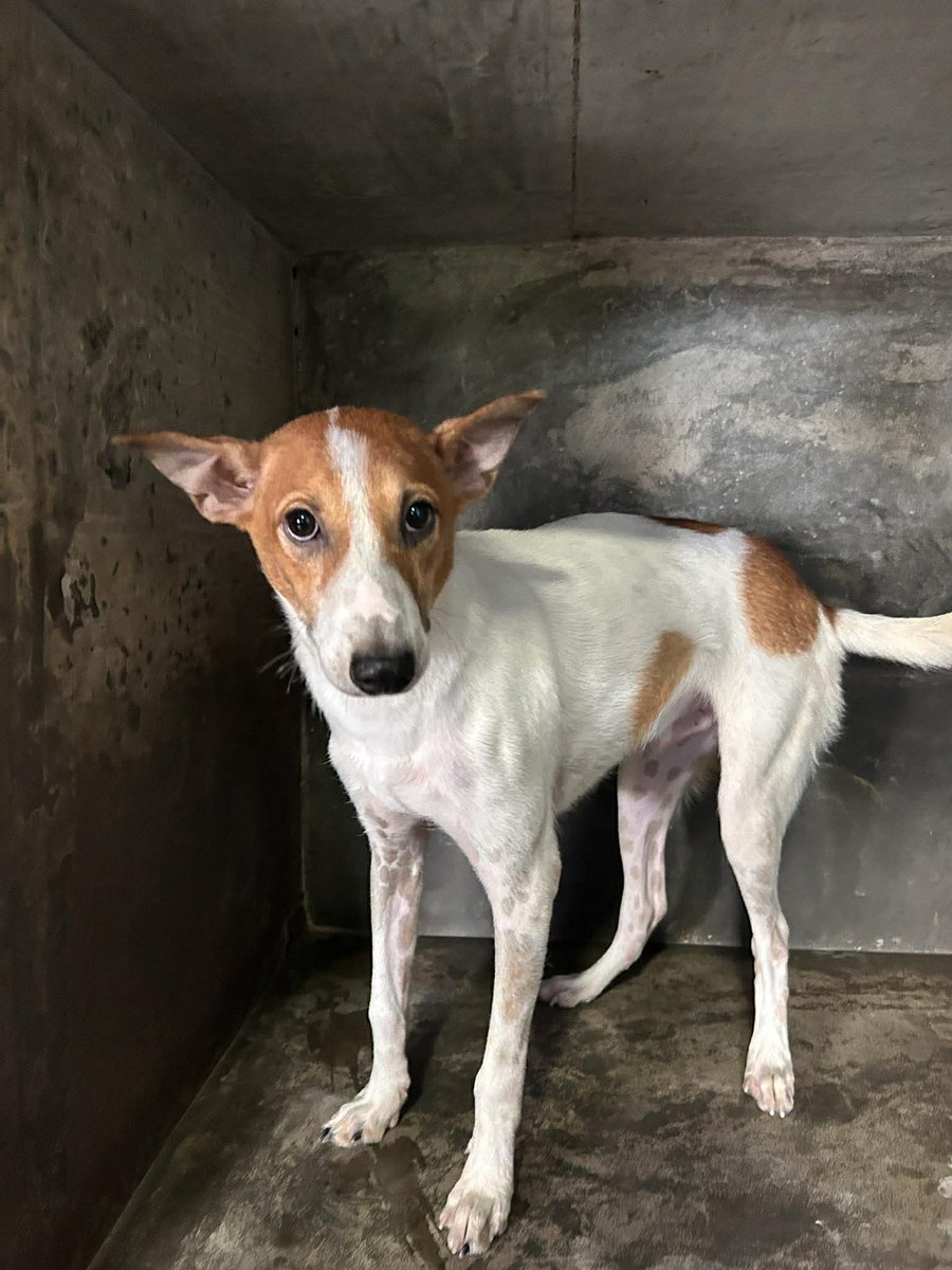 Animal SOS Sri Lanka tweet media