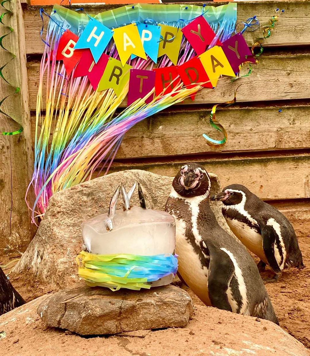 Penguins as Penguins tweet media