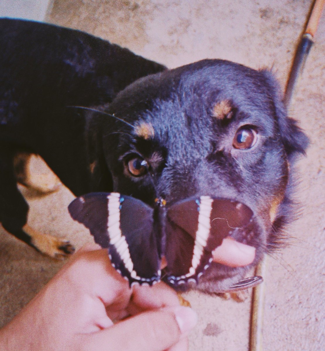 !ovatsug tweet media