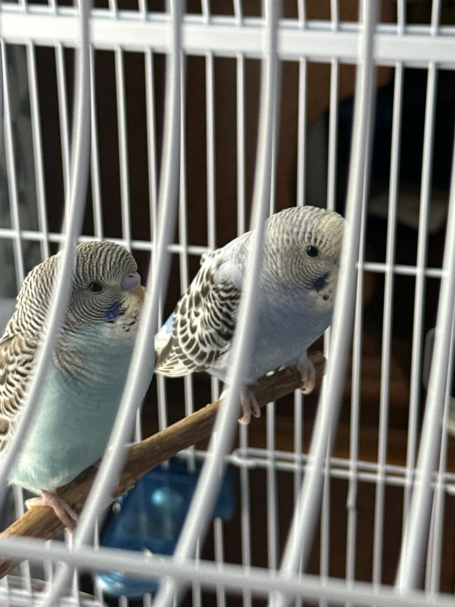 New Year Old Beau tweet media